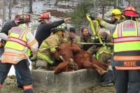 Fire fighters rescuing horse