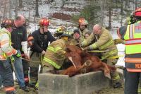 Fire fighters rescuing horse
