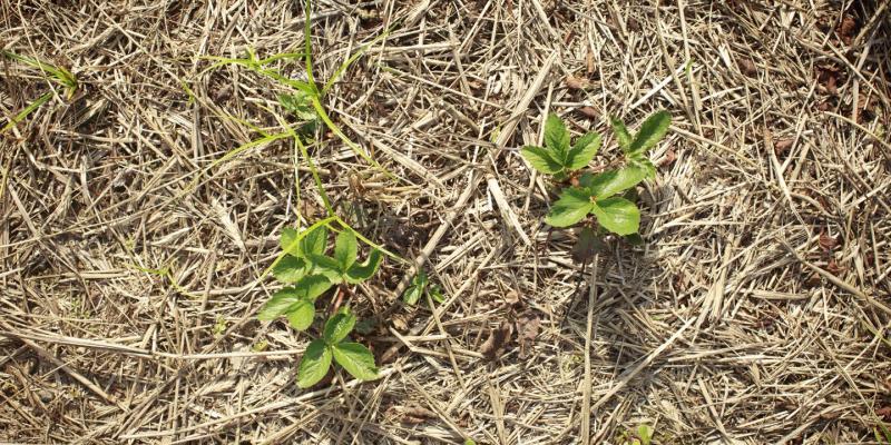 Drought Conditions